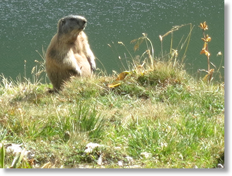 Murmeltier am Klammsee